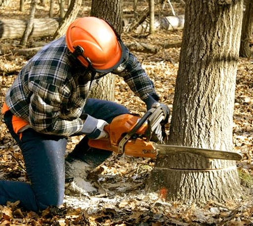 Tree Removal in Inavale, NE